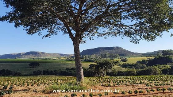 Fazendas Serra Coffee - Patrocínio, MG